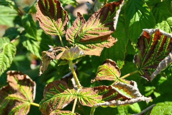 Болезни флоксов и их лечение: почему скручиваются листья