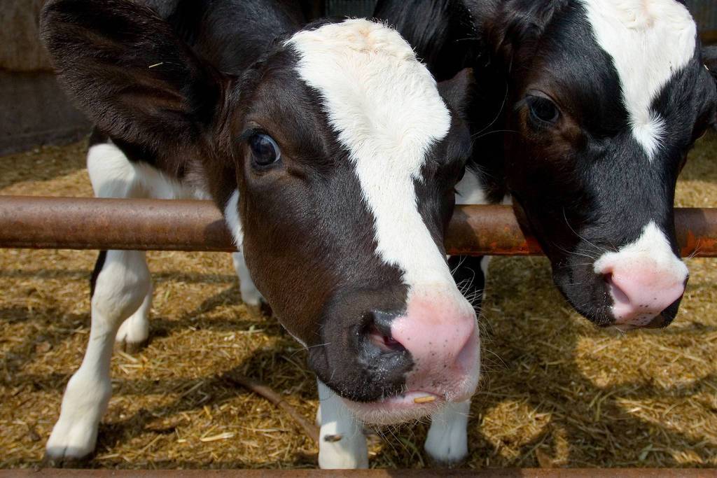 Симптомы и способы лечения ацидоза у коров