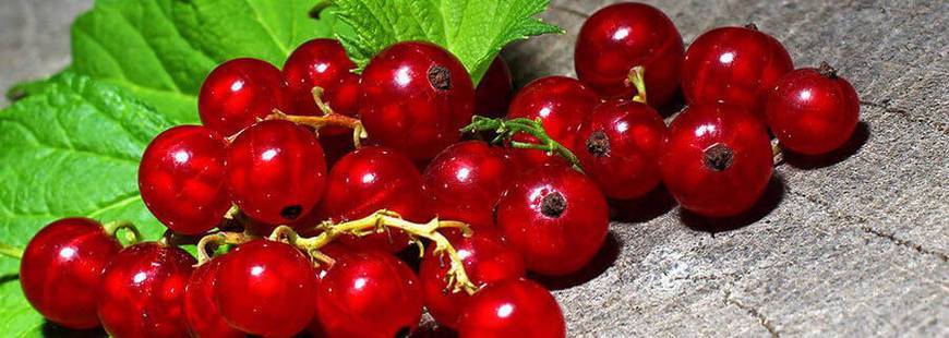 Смородина натали: описание сорта красной ягоды и его фото