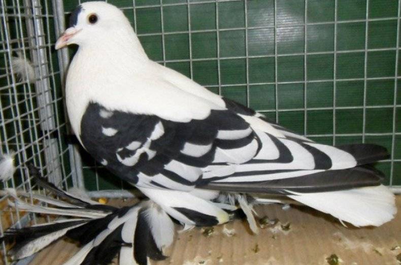Домашние голуби: описание, виды, особенности и специфика содержания и разведения (фото + видео)