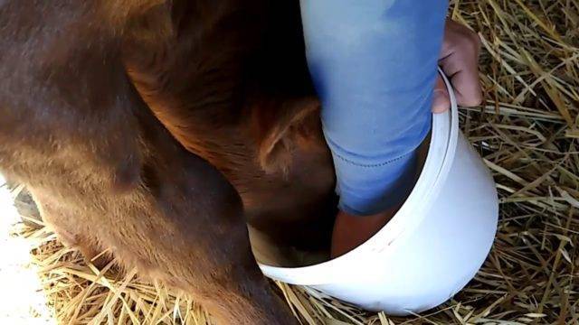 Антибрык и другие средства для доения коров