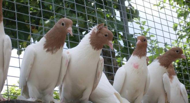 Иранские бойные голуби: описание породы из ирана, фото