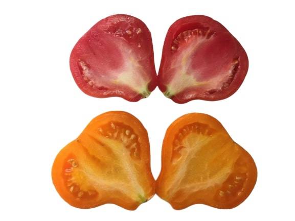 Сорт томата «трюфель красный»: описание, характеристика, посев на рассаду, подкормка, урожайность, фото, видео и самые распространенные болезни томатов