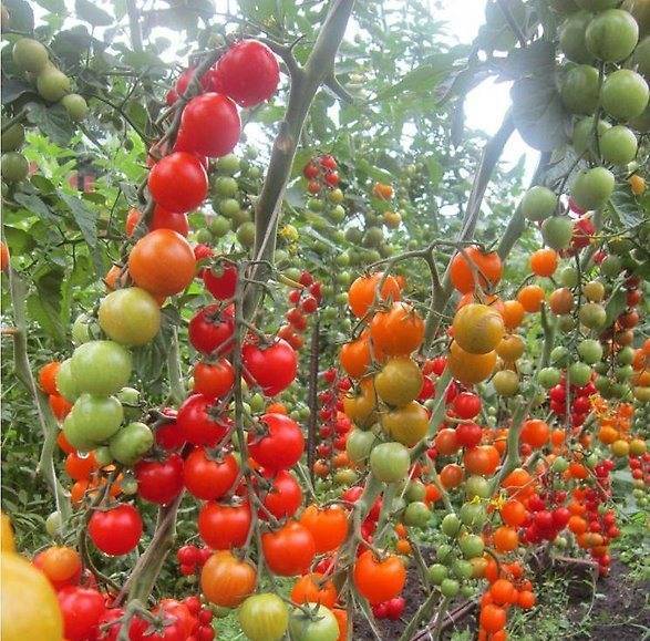 Вишня красная: описание сорта томата, характеристики помидоров, посев