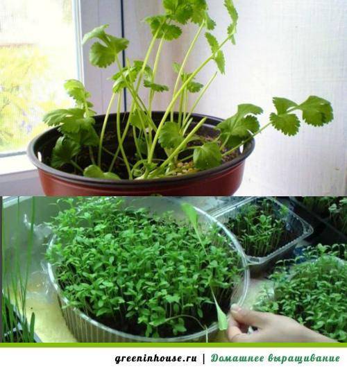 Выращивание кориандра из семян – простое дело для вкуса и пользы