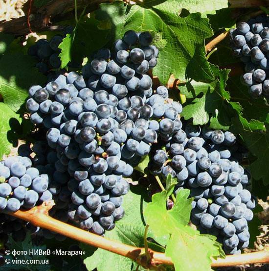 Виноград "каберне совиньон": описание сорта, особенности выращивания, использование