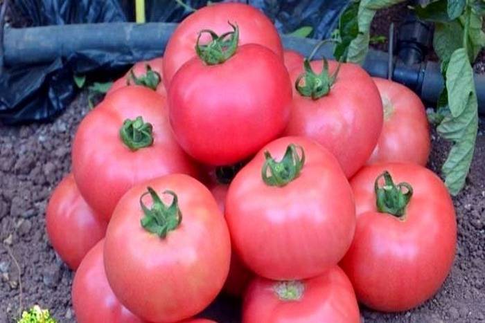 Томат «титан розовый»: описание сорта, фото и рекомендации по выращиванию помидоры