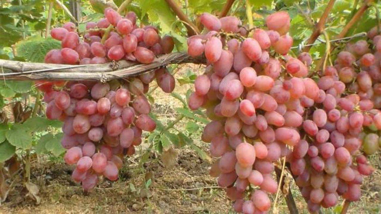 Виноград сорта гелиос: нежно-розовое чудо с тонким мускатным оттенком