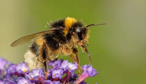 Пчелы бакфаст: описание, характеристика и особенности содержания породы