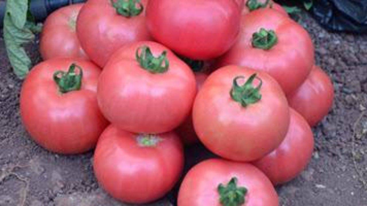 Томат "микадо розовый": описание сорта помидоров с фото