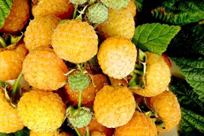Ремонтантная малина сорта оранжевое чудо: выращиваем солнечную ягоду
