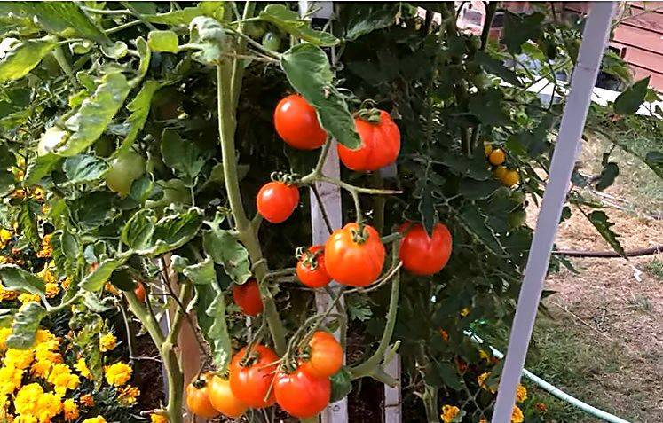 Характеристика и описание гибрида томатов «евпатор f1»