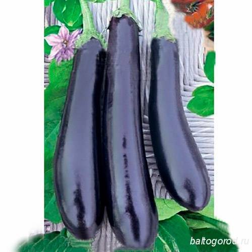 Сорт баклажанов «длинный фиолетовый»