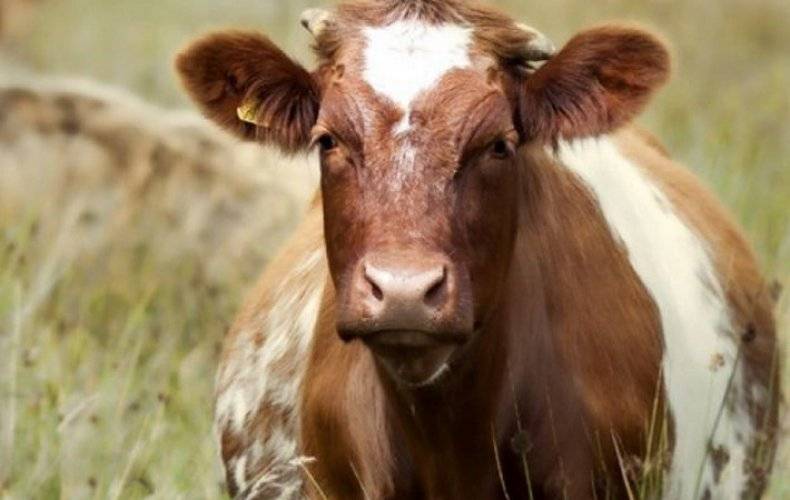Ацидоз у коров: симптомы и лечение этого заболевания рубца желудка и каковы причины такого недуга, что включает в себя доврачебная помощь?