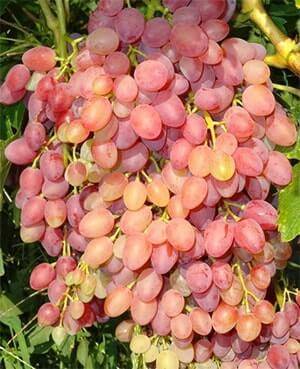 Секреты успешного выращивания сверхраннего винограда сорта юлиан