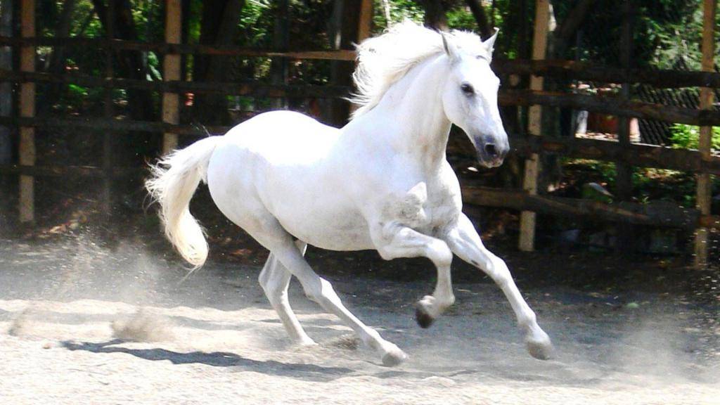 Терская лошадь — википедия. что такое терская лошадь