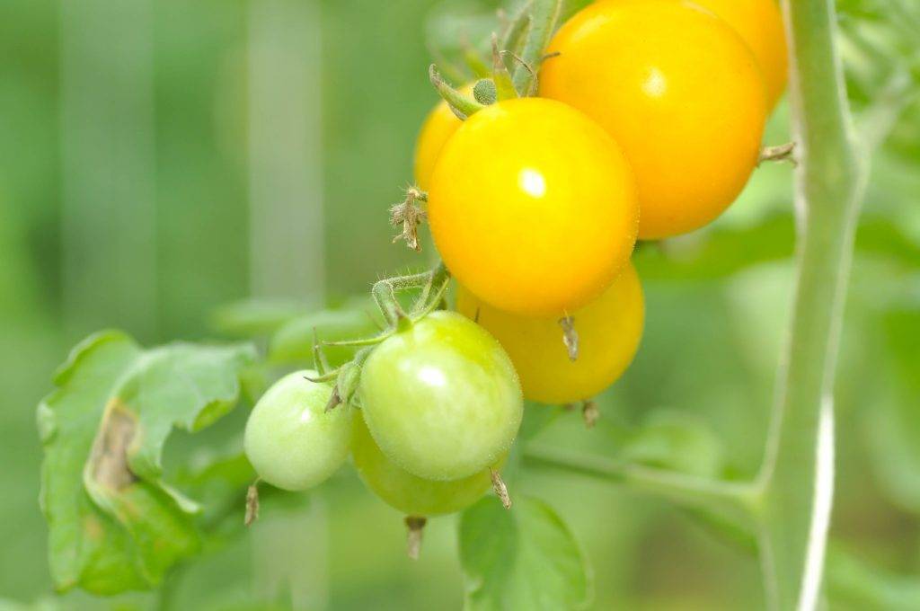 Томат алый фрегат f1: описание и характеристика сорта, урожайность с фото