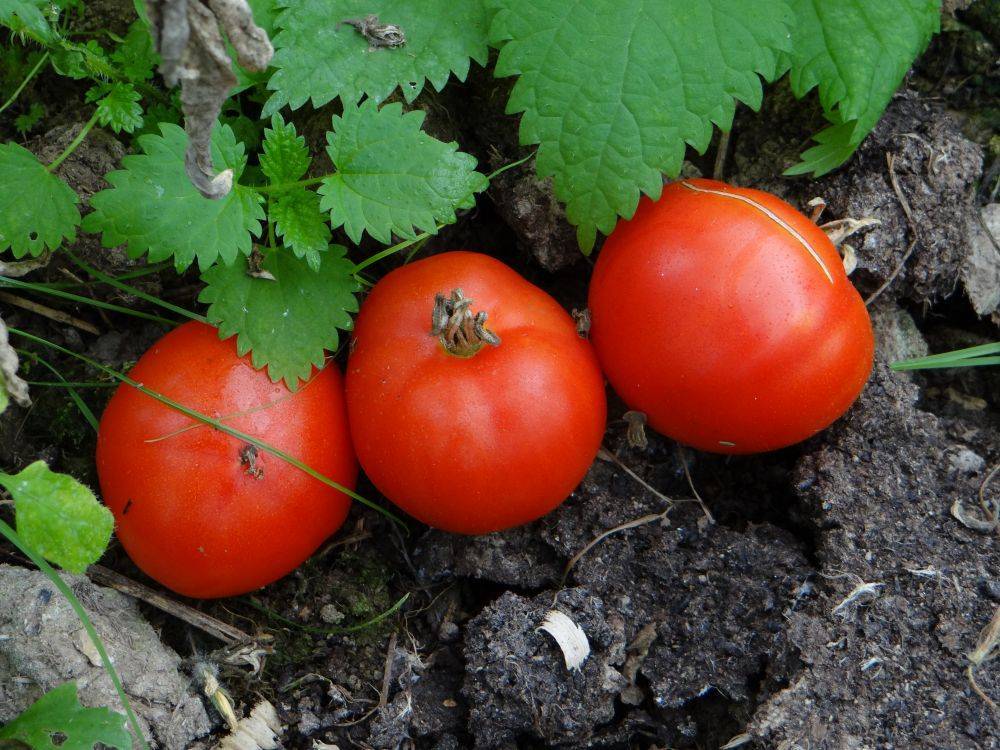 Рекордная морозостойкость с томатом «подснежник»: характеристика, описание сорта и фото