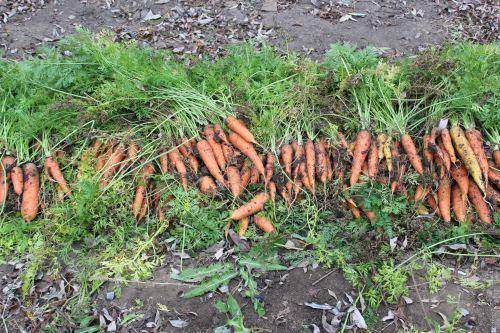 Как хранить морковь на зиму в домашних условиях, чтобы она не высохла, где это можно делать и как ее правильно выкопать: лучшие способы, как сберечь урожай до весны