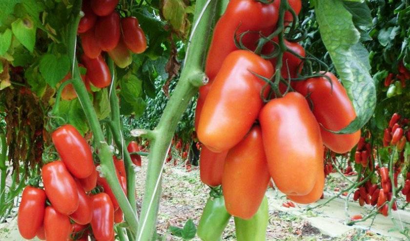 Сорт помидора «гулливер»: фото, отзывы, описание, характеристика, урожайность, видео