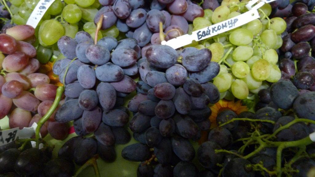Виноград байконур – один из новых сортов раннего срока созревания