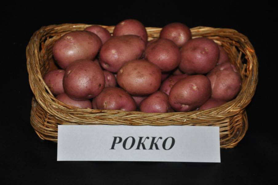 Высокоурожайный сорт картофеля «роко», идеально подходящий для варки и запекания