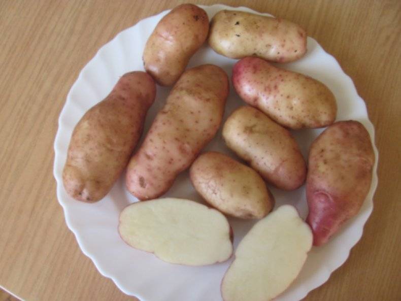 Сорт картофеля пикассо: характеристика, особенности посадки и выращивания