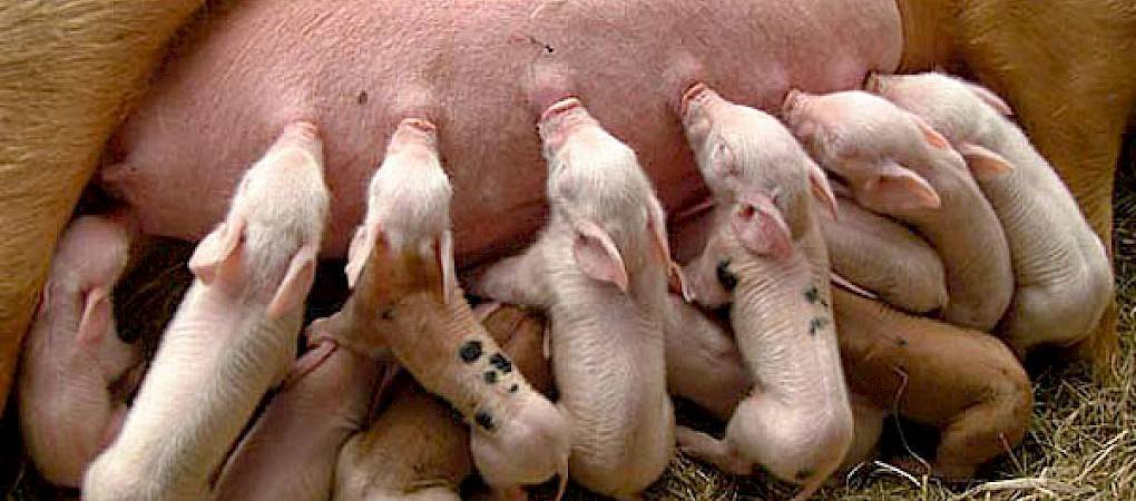 Статьи о племенном свиноводстве на piginfo | подсказки как стимулировать охоту у свиноматок после отъема и у ремонтных свинок