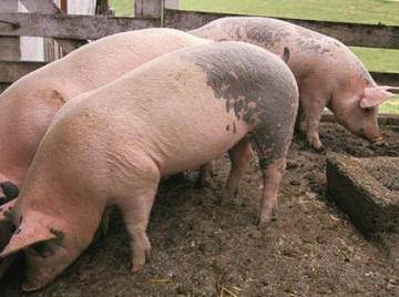Статьи по ветеринарии свиней на piginfo | формы проявления стрепотококкоза у поросят.