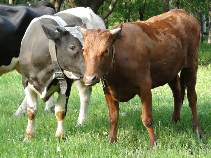 Можно ли пить молоко, если у коровы лейкоз: признаки заболевания
