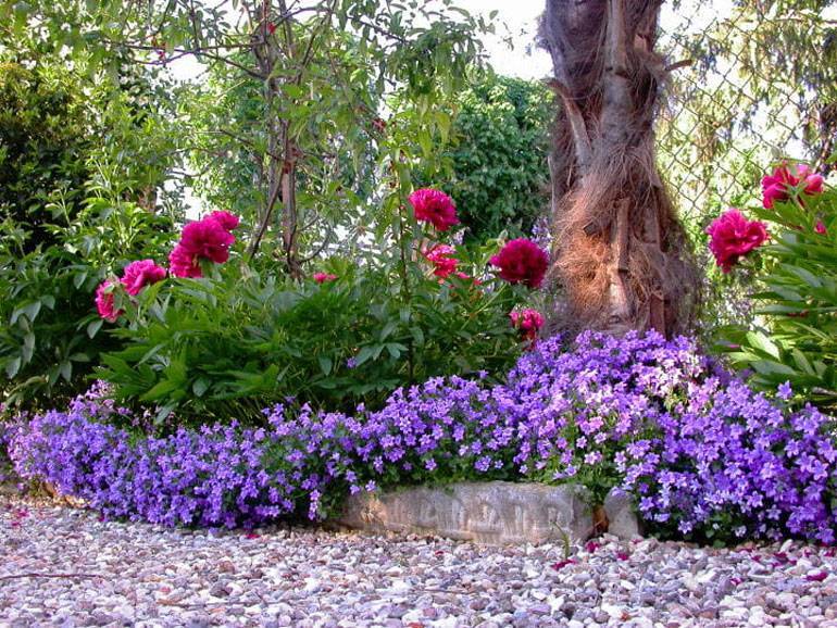 Встречайте в своем саду разные виды и сорта чудесного колокольчика