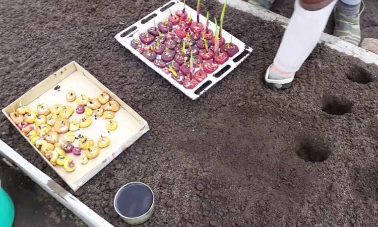 Посадка и уход за гладиолусами (40 фото): как сажать в открытом грунте и ухаживать за ними весной? как выращивать на урале? правильная подготовка луковиц к зиме