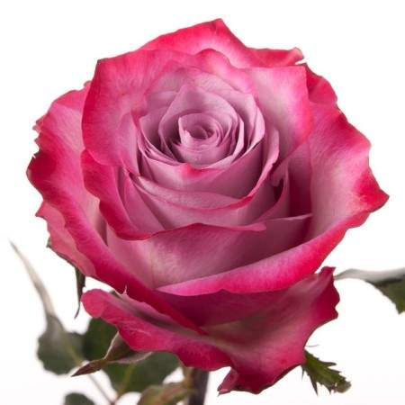 Роза белла вита — настоящая королева сада