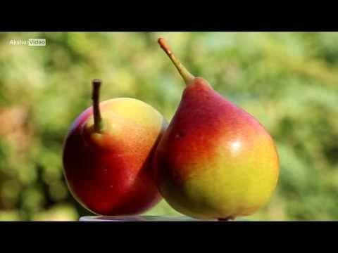 Груша десертная россошанская: как вырастить крупные плоды при минимальном уходе