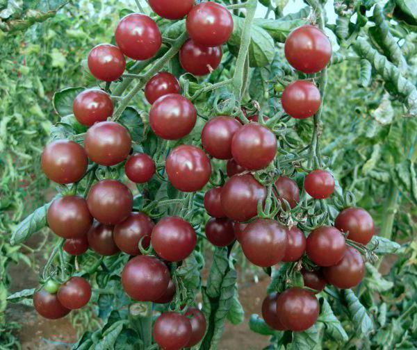 Характеристика ультрараннего томата лакомка и описание плодов