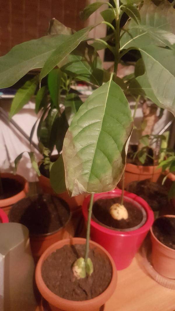 Что делать, если листья авокадо чернеют и сохнут