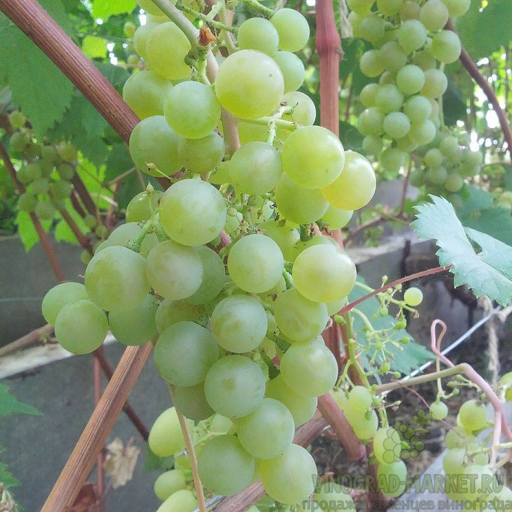 Выращивание и уход за виноградом сорта тукай, преимущества и недостатки
