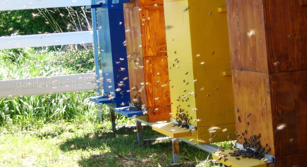 Зимовка пчел на воле: условия, способы, в южных и северных районах