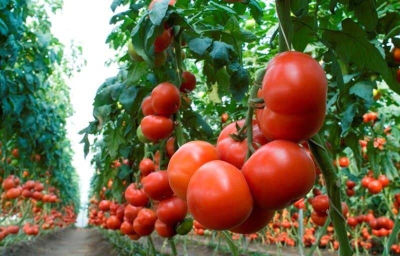 Голландские сорта помидоров для открытого грунта