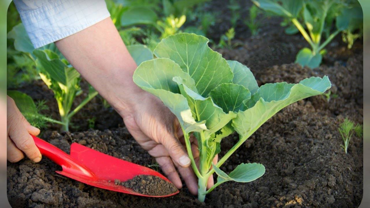 Как выращивать белокочанную капусту в открытом грунте без рассады