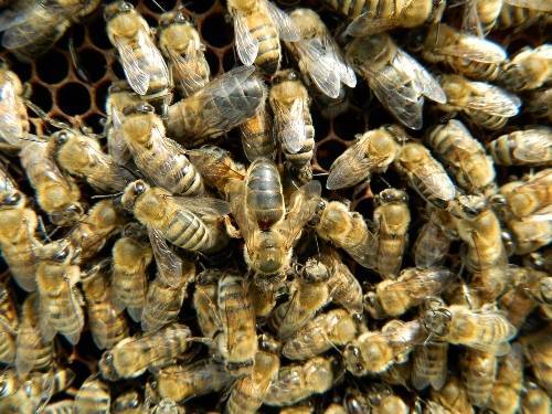 Как формируются, содержатся и пересаживаются в улей пчелопакеты?