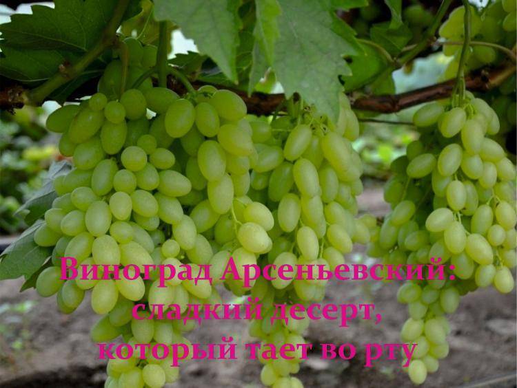 Винограда рута — описание сорта и особенности выращивания