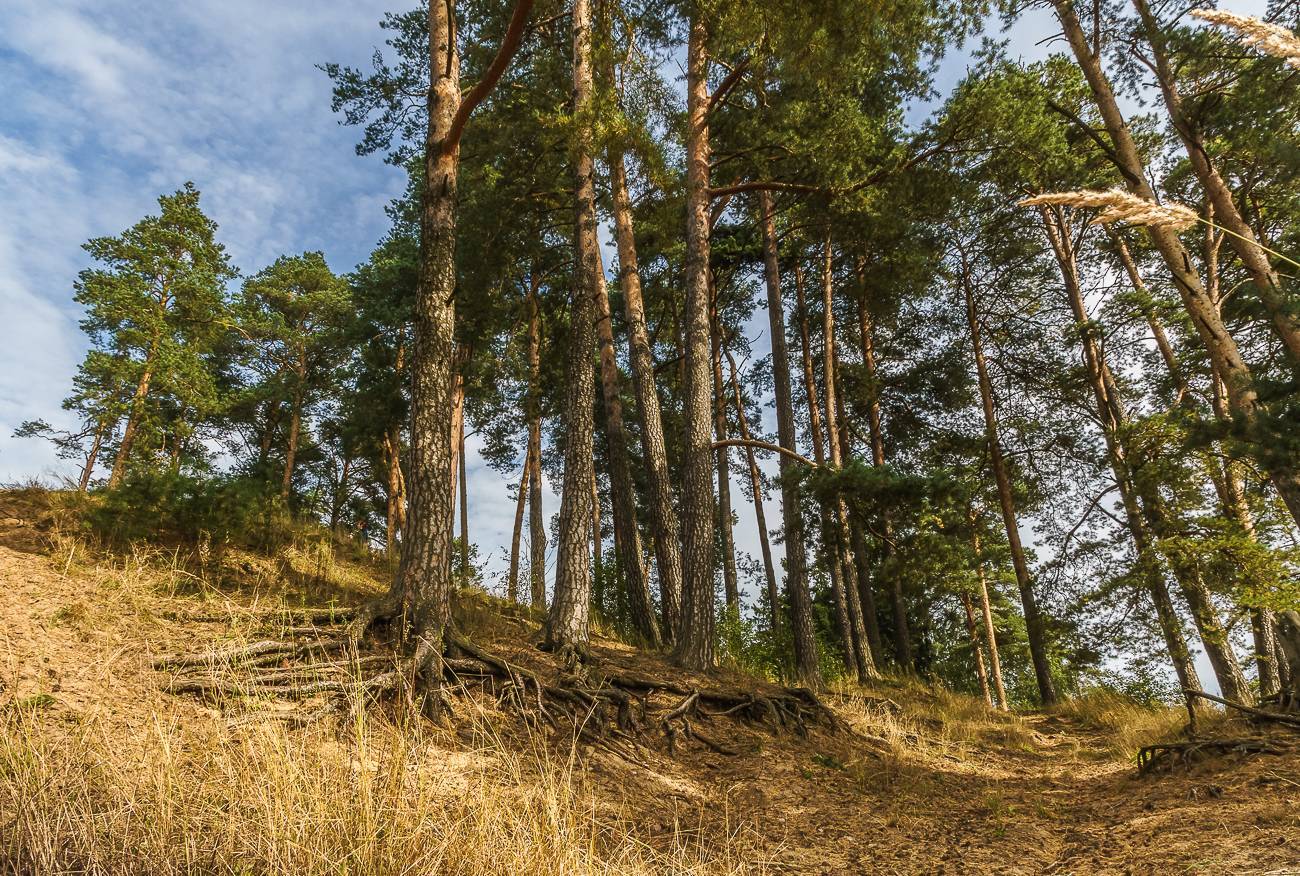 Сосна обыкновенная, или сосна лесная — pinus sylvestris | russianpermaculture.ru