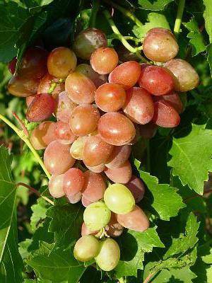 Описание виноград тасон — характеристики, отзывы садоводов