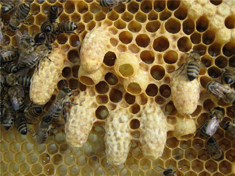 Приемы предупреждения роевого состояния пчел