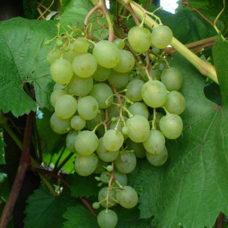 Сорт винограда краса севера (ольга)