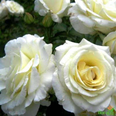 Особенности выращивания плетистого сорта розы барок: как посадить и ухаживать