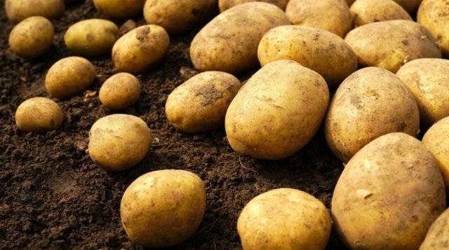 Характеристика сорта картофеля ирбитский