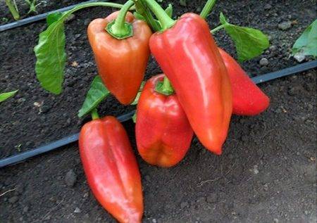 Перец болгарский красная лопата - фото урожая, цены, отзывы и особенности выращивания