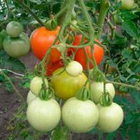 Крупноплодный, розовый томат любимый праздник: полное описание, рекомендации по выращиванию, отзывы